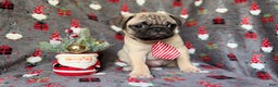 Pug dogs for sale: Claus - Ad 5