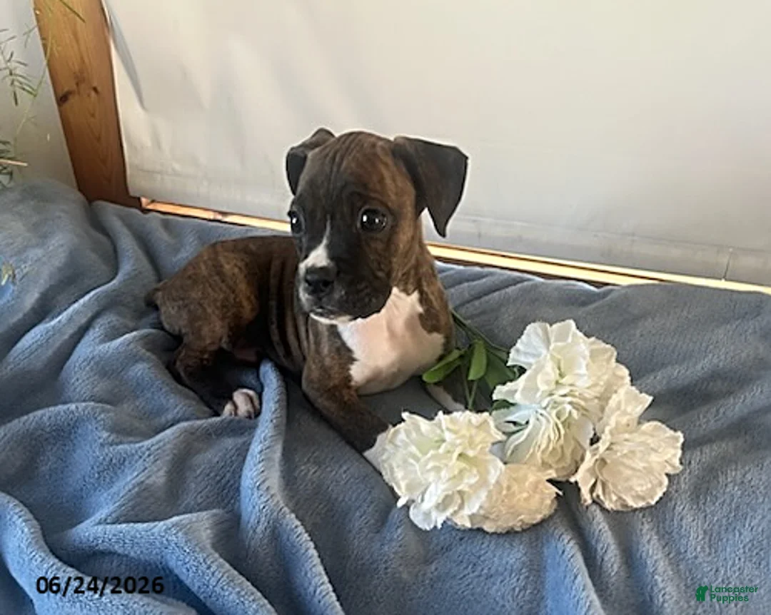 Boxer dogs for sale: Roman - Ad 5