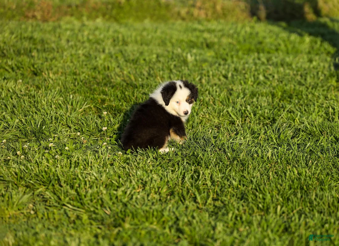 Miniature Australian Shepherd dogs for sale: Larana Miniature Australian Shepherd Puppy  - Ad 2