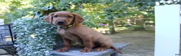 Mixed Breed dogs for sale: barry - Ad 3