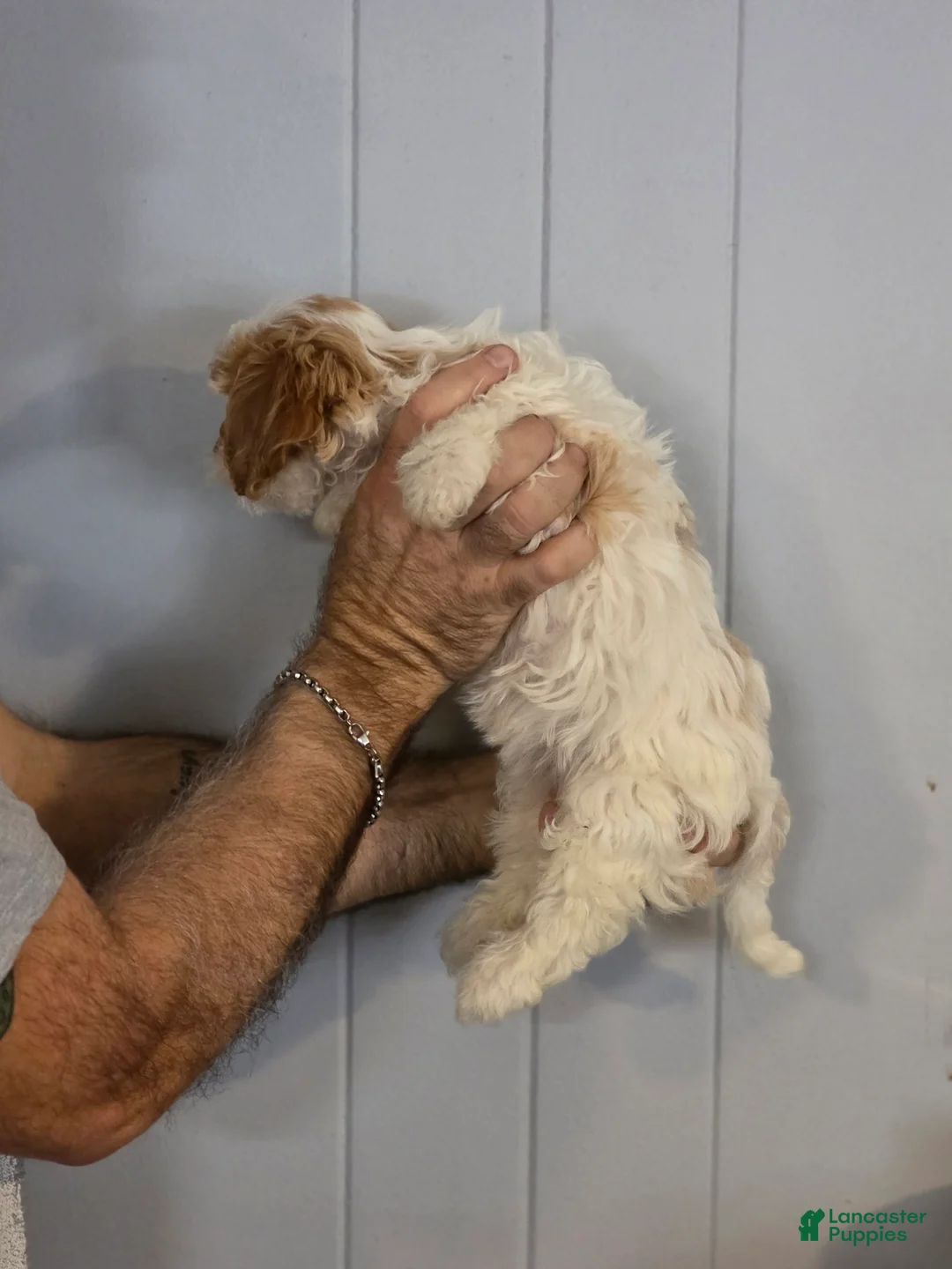 Cavachon dogs for sale: Brittany - Ad 3