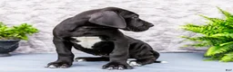 Great Dane dogs for sale: Kate - Ad 4