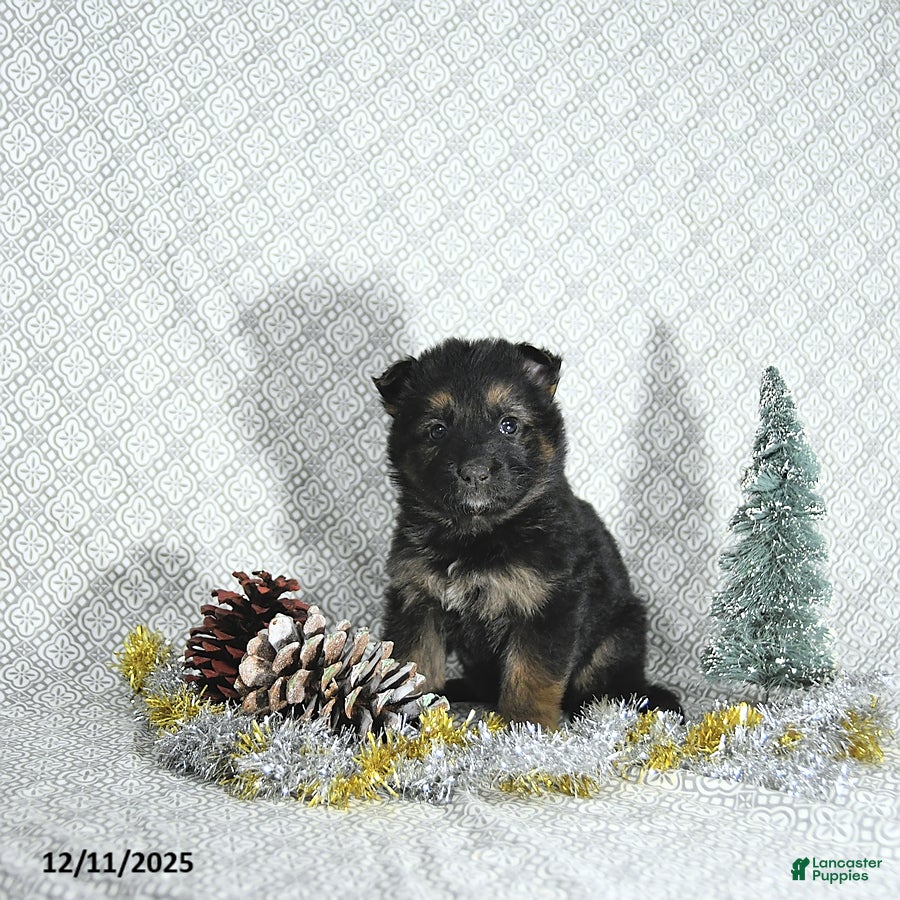 German Shepherd dogs Mia  - Ad 37