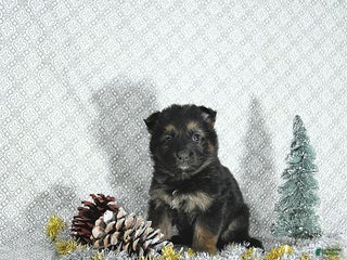 German Shepherd dogs Mia - Ad 28