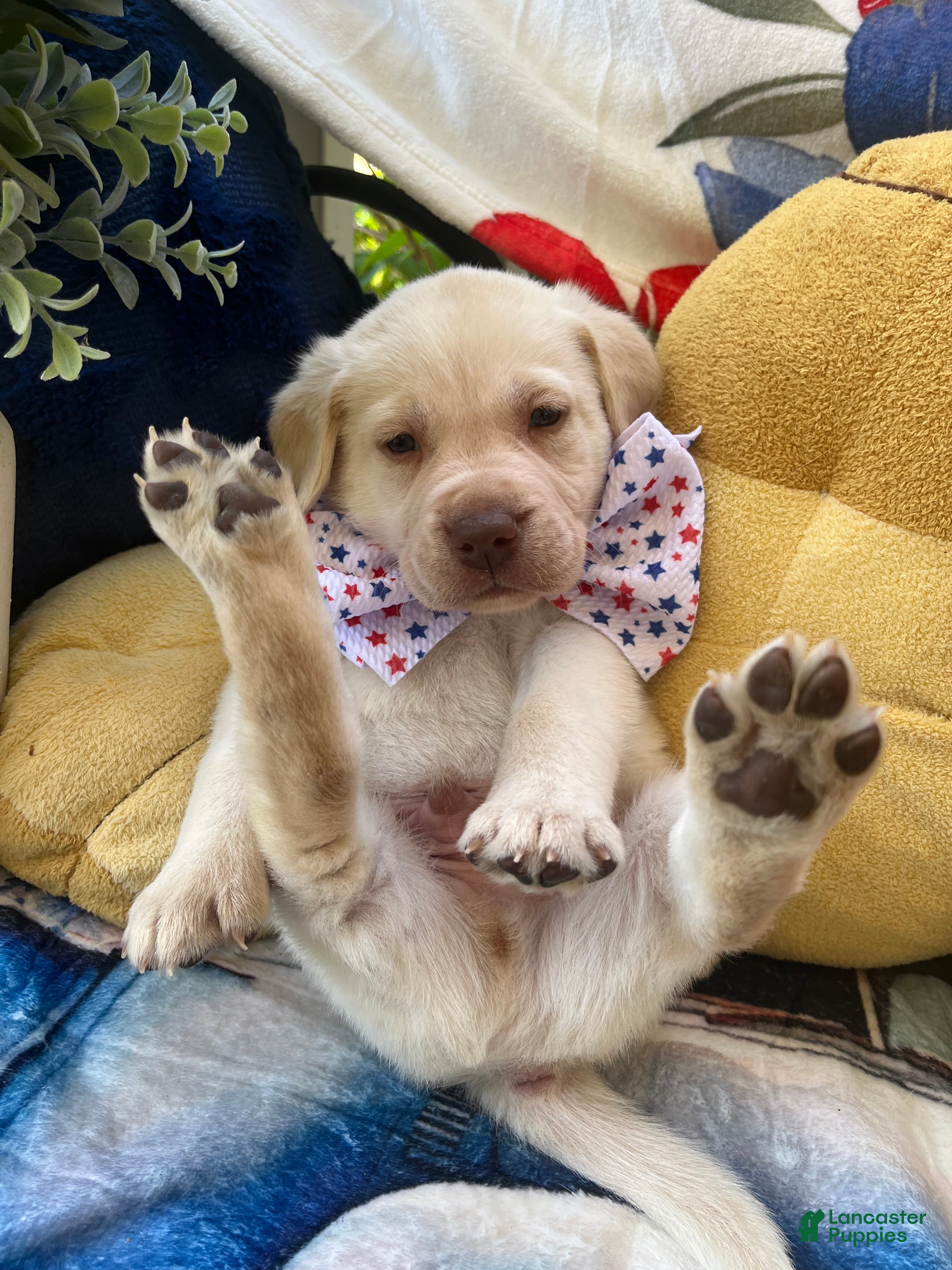 Labrador Retriever dogs Ernest T Bass - Ad 1