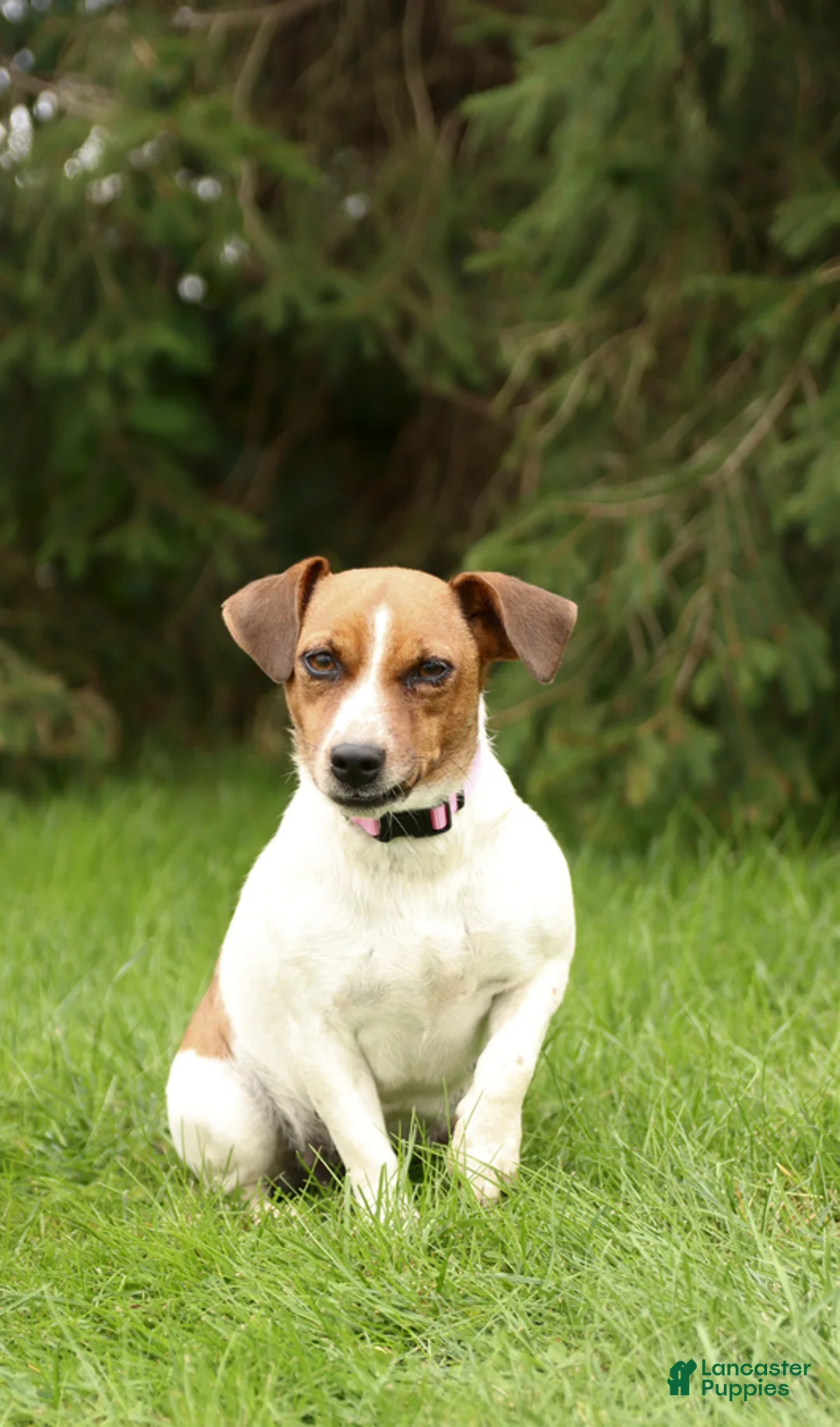 Jack Russell Terrier dogs for sale: Litter of Jack Russell - Ad 34