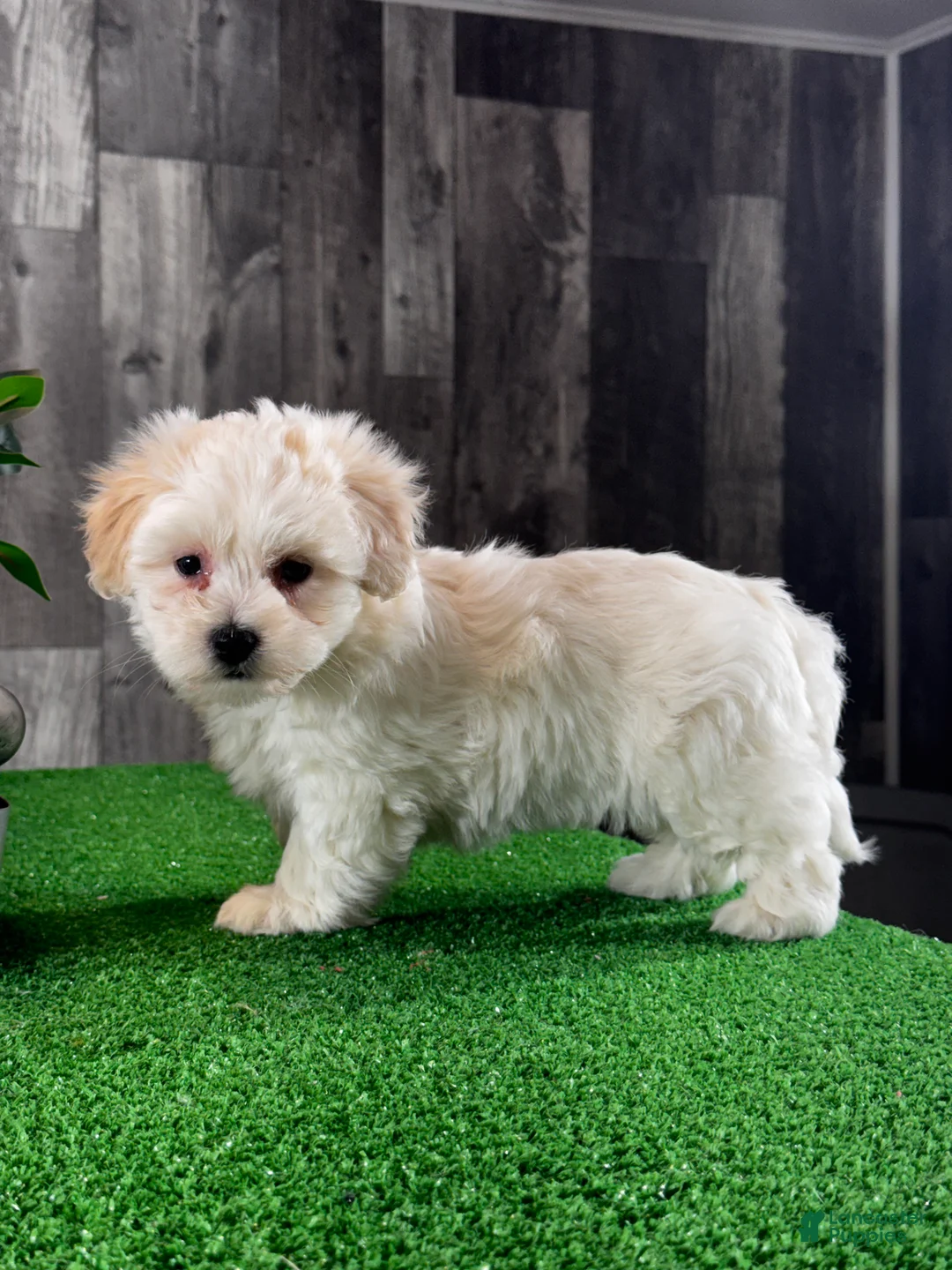 Coton De Tulear dogs for sale: Christy - Ad 6