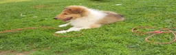 Collie dogs for sale: Baker  - Ad 7