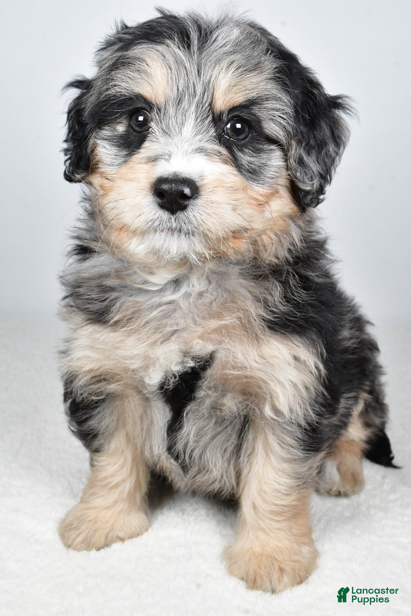 Bernedoodle dogs April - Ad 2