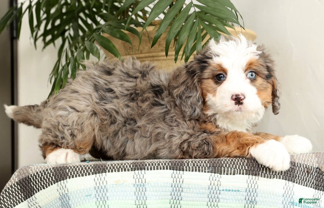 Mini Bernedoodle dogs for sale: Missy - Ad 6