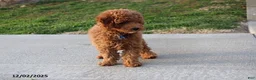 Toy Poodle dogs for sale: Patrick - Ad 24