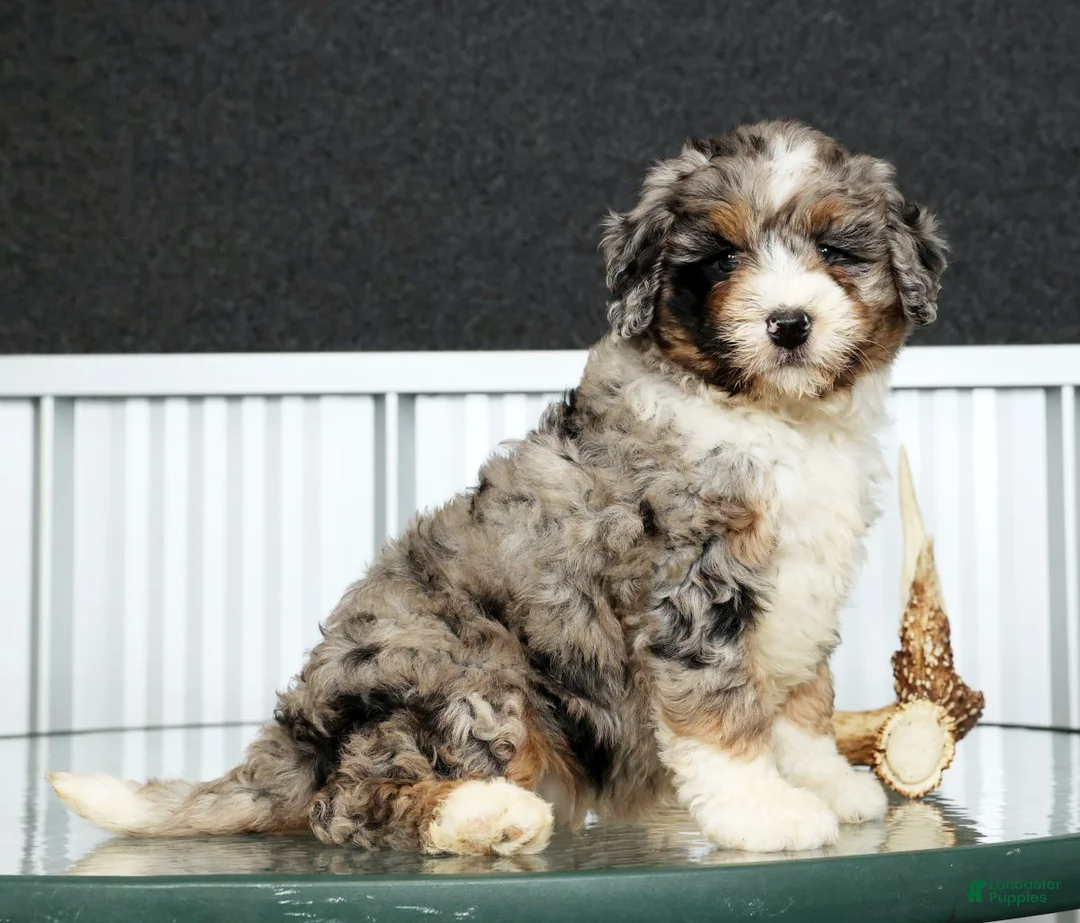 Mini Bernedoodle dogs for sale: Faith - Ad 4