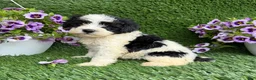 Mixed Breed dogs for sale: Bixby - Ad 3