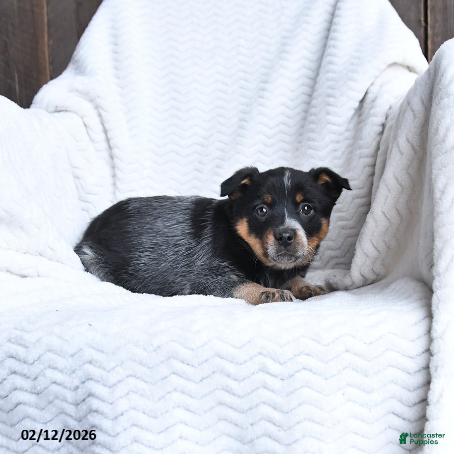 Australian Cattle Dog dogs Molly - Ad 2