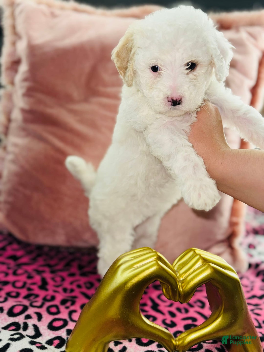 Maltipoo dogs for sale: Daisy - Ad 3