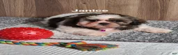 Shih Tzu dogs for sale: Janice  - Ad 4