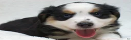 Miniature Australian Shepherd dogs for sale: Blaze - Ad 3