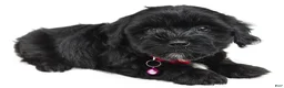 Maltipoo dogs for sale: Freda - Ad 6