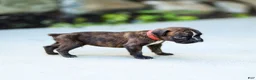 Boxer dogs for sale: Larry Boxer Puppy  - Ad 15