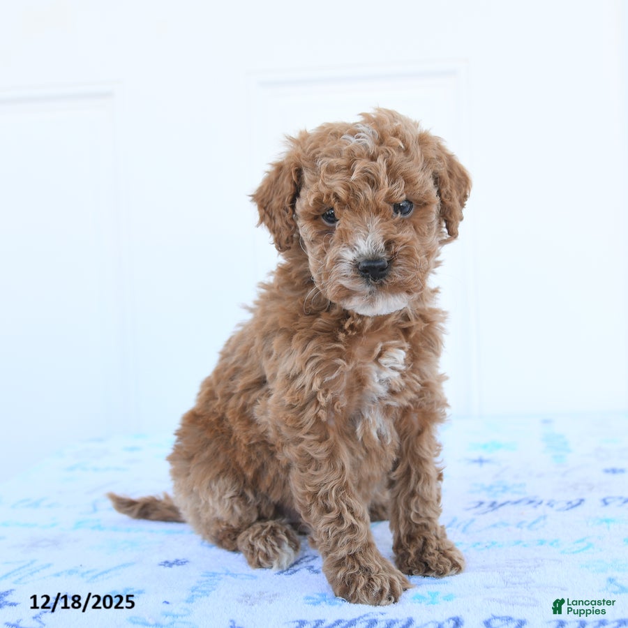 Miniature Poodle dogs Birdie - Ad 5
