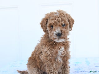 Miniature Poodle dogs Birdie - Ad 6