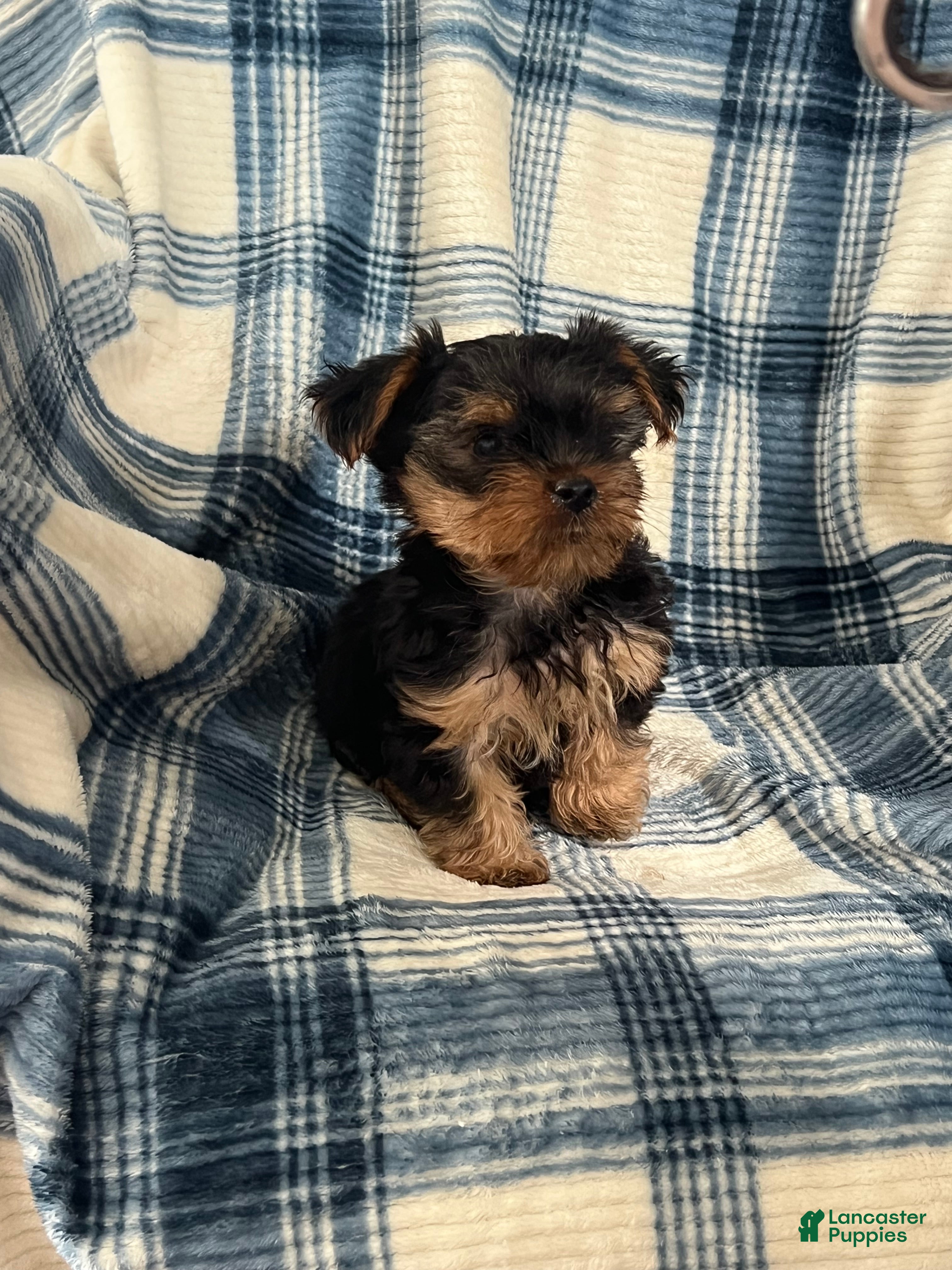 Yorkshire Terrier dogs Yorkshire STANLEY Boy - Ad 1