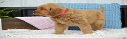 Golden Retriever dogs for sale: Dawn - Ad 5