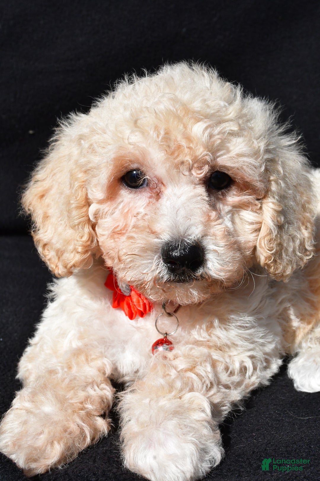 Bichpoo dogs for sale: Tango - Ad 4