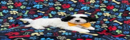 Shih Tzu dogs for sale: Shep - Ad 11