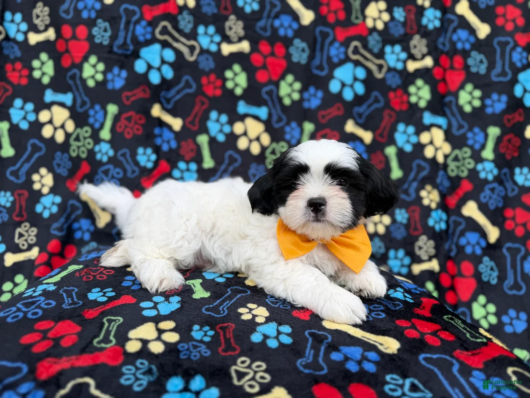 Shih Tzu dogs for sale: Shep - Ad 11