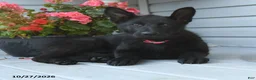 German Shepherd dogs for sale: Mabel - Ad 3