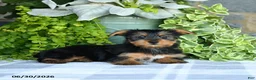 Yorkshire Terrier dogs for sale: Fern - Ad 3