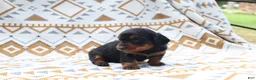 Miniature Dachshund dogs for sale: Nitro - Ad 2