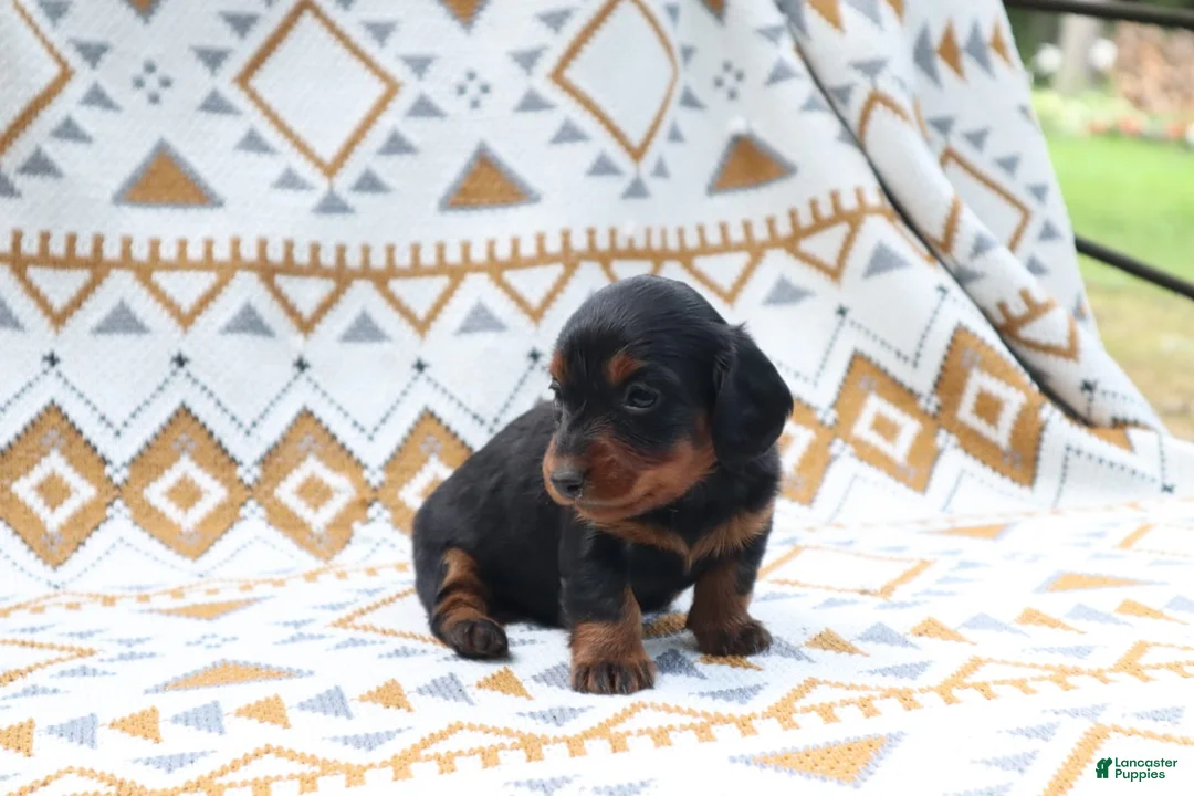 Miniature Dachshund dogs for sale: Nitro - Ad 2