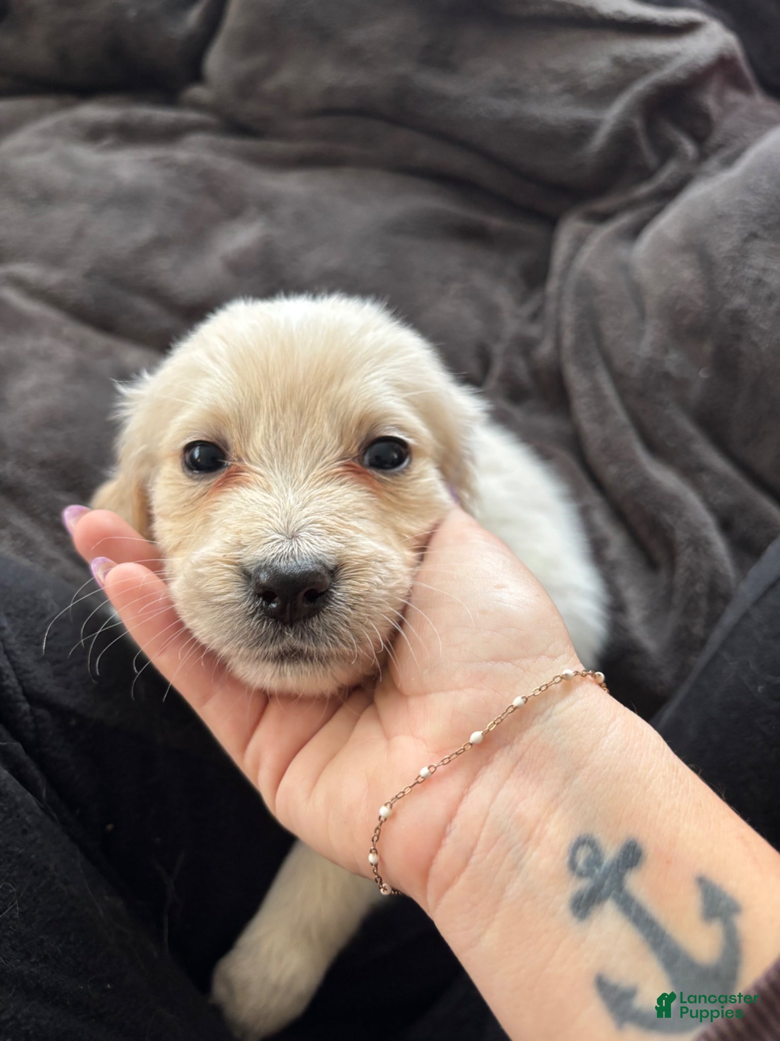 Mixed Breed dogs Black Collar - Ad 9
