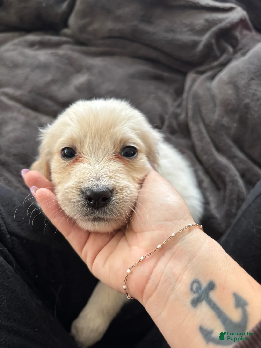Mixed Breed dogs for sale: Black Collar - Ad 1