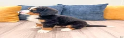 Bernese Mountain Dog dogs for sale: Jordan - Ad 7