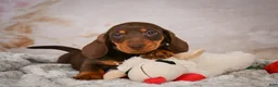 Miniature Dachshund dogs for sale: Simon - Ad 3