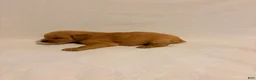 Golden Retriever dogs for sale: Golden Retriever 5 - Ad 5