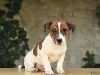 Jack Russell Terrier dogs - Ad 42