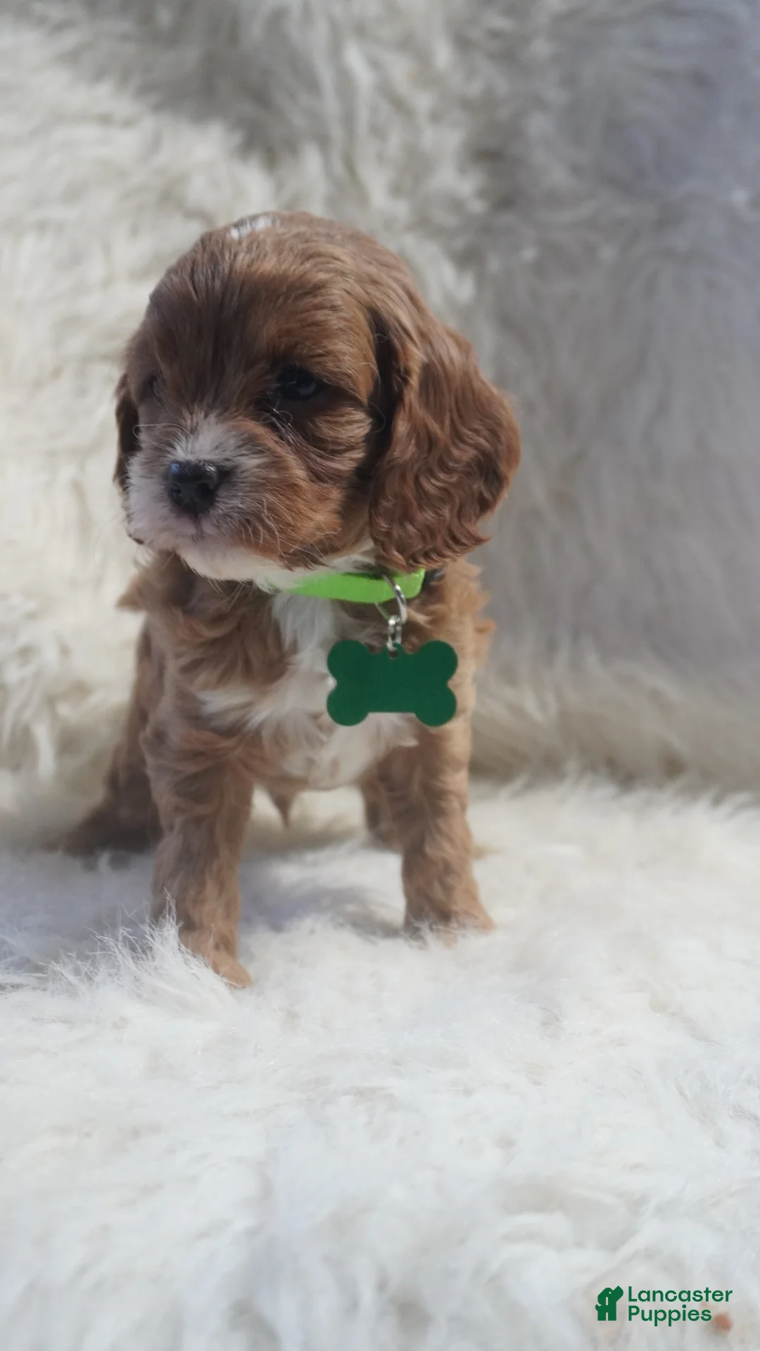 Cavapoo dogs for sale: Snoopy  - Ad 3