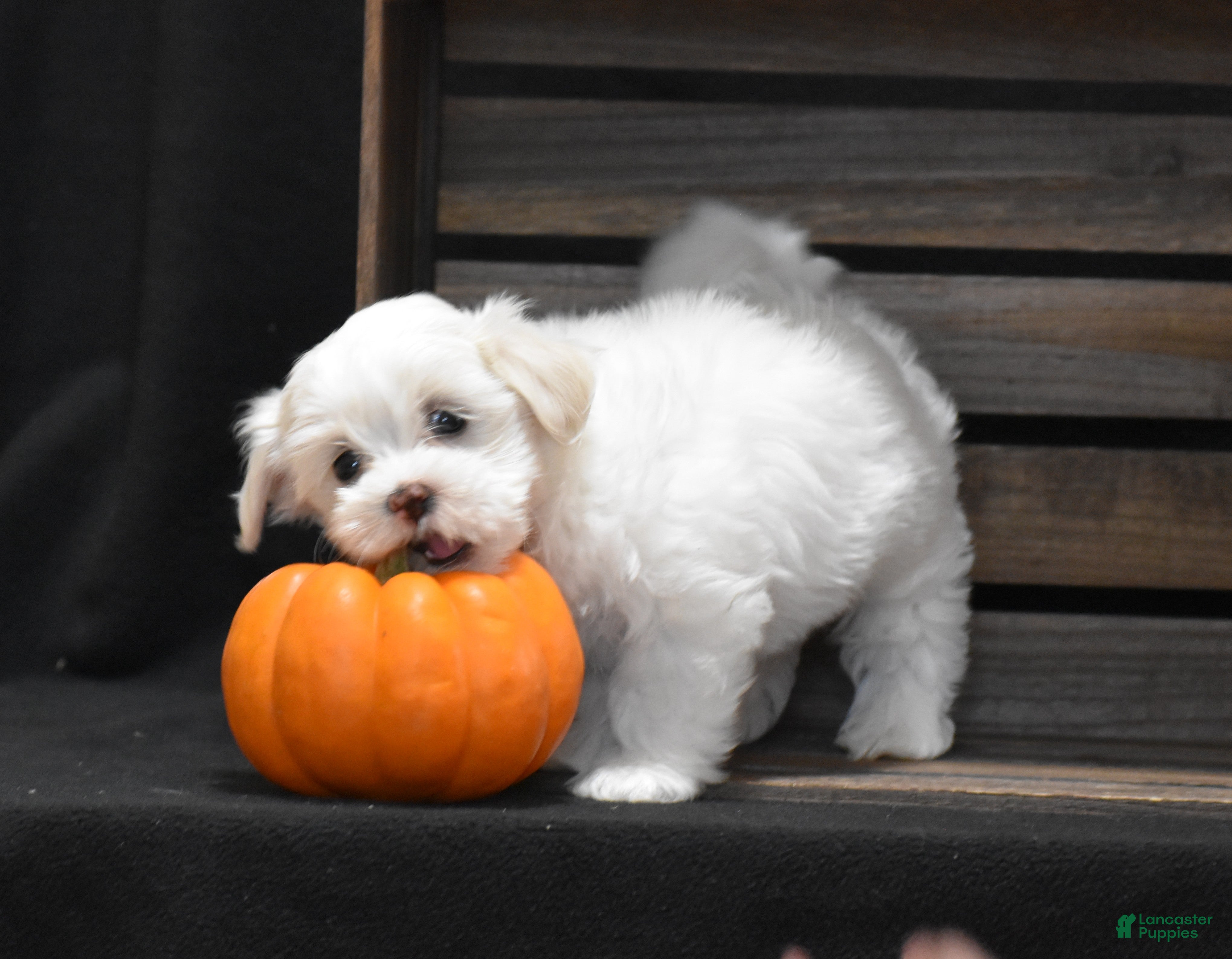 Maltese dogs Maggie - Ad 1