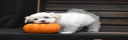Maltese dogs for sale: Maggie - Ad 5