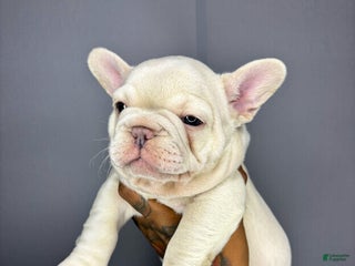 French Bulldog dogs - Ad 20