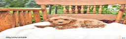 Mini Goldendoodle dogs for sale: Roscoe - Ad 2