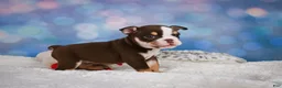 English Bulldog dogs for sale: Claire - Ad 5
