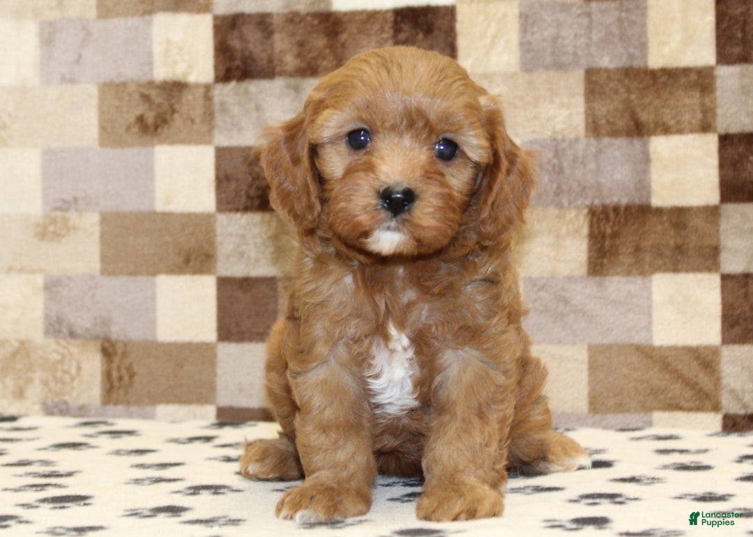 Cavapoo dogs for sale: Elsa - Ad 3