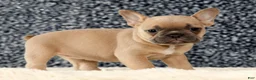 French Bulldog dogs for sale: Bella - Ad 2