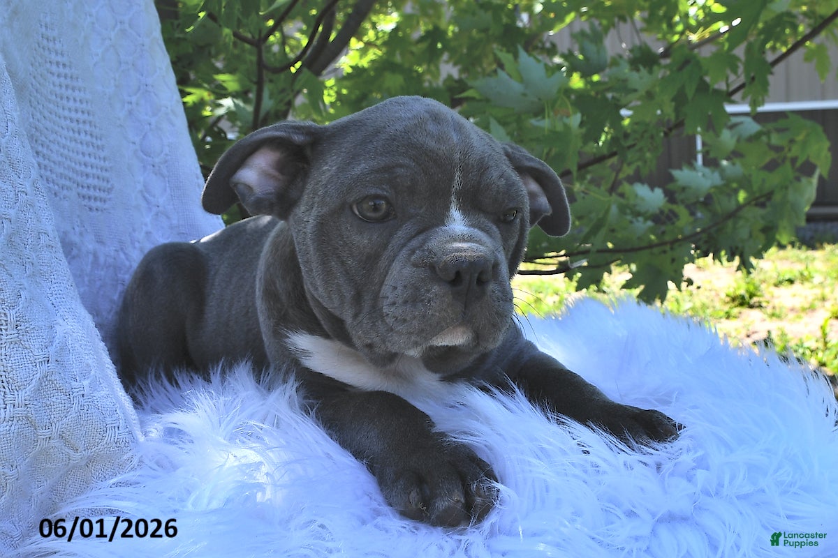 Frenchton dogs Rufus - Ad 2