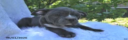 Frenchton dogs for sale: Rufus - Ad 7